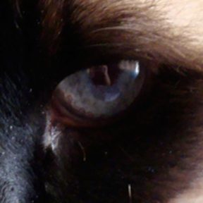 Close-up of siamese eye